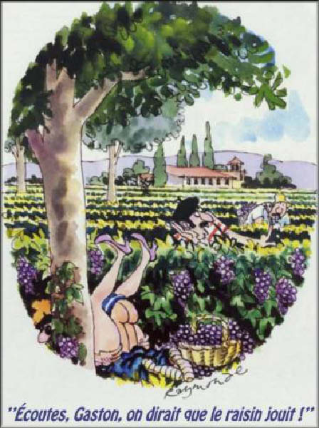 vendanges 0001-humourenvrac